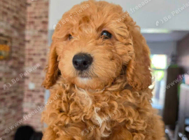 Fluffy the cockapoo x maltipoo