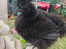 2 unsexed silkies