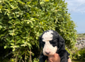 Old English sheepdog x poodle