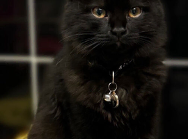 Black domestic long hair