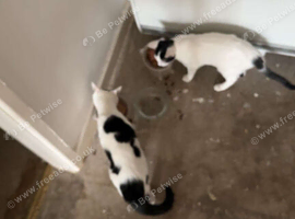 2 kittens 6 months old