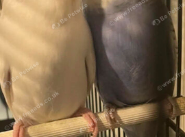White budgie