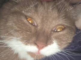 Rare Cinnamon British Shorthair