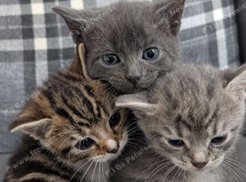 4 kittens