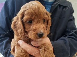 COCKAPOO PUPPYS FOR SALE F1B