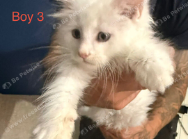 2 x male tica fully vaccinated mainecoon kittens ready now