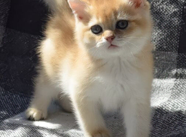 Luxury Quality Kittens &ndash; Male & Female, Ready Soon