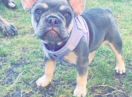 Lilac frenchie