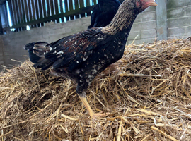 Aseel chicks