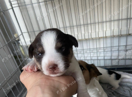 Jack Russell puppies