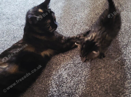 2 female kittens