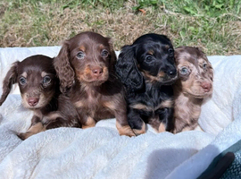 READY 3rd OCT KC MINI LONGHAIRED DACHSHUND PUPPIES