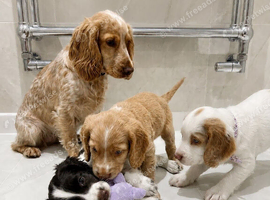 Cocker spaniel puppies
