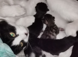 3 mixed breed kittens