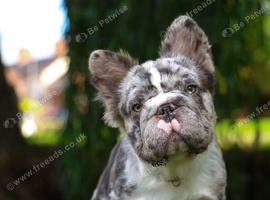 Looking for he's new sofa lilac Merle fluffy boy