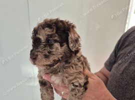Beautiful cockapoo puppies for sale