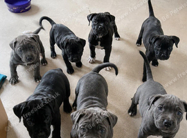 Cane corso puppies