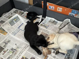 Beautiful pedigree labrador puppies