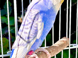 Pair of budgies for sale