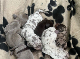 Litter of Mini Daschund puppies