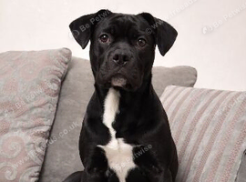 1 year 4 month old cane corso cross frenchie