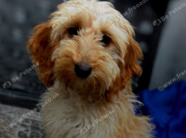 F1 Female Cockapoo with all paperwork