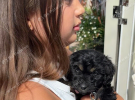 9 week old girl cockapoo