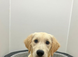 Guardian Home Opportunity &ndash; Beautiful Golden Retriever