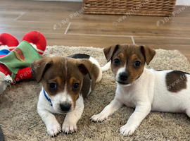 Traditional mini Jack Russell pups
