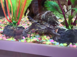Musk turtle one year old