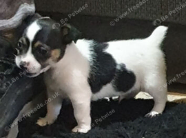 Mini Jack Russell puppies