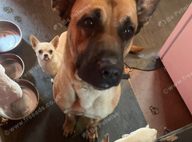 Cane corso cross German shepherd