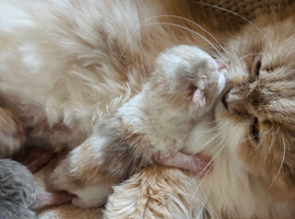 Adorable Scottish Fold Kittens