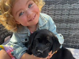 3 beautiful kc reg lab pups looking for new homes
