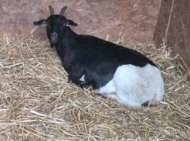 Pygmy Nanny could be pregnant.