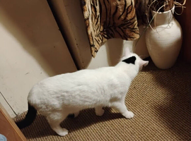 Mainly white cat Missing