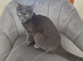 Stunning Female Russian Blue Kitten