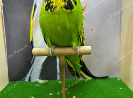 Expedition budgie male
