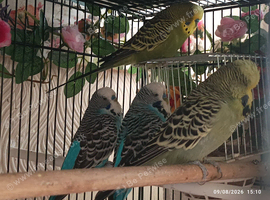 Available Still 4 x Beautiful happy MALE Boy Budgie Birds &pound;100