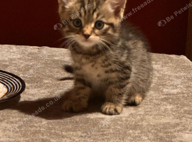 Beautiful little mixed kittens!
