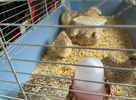 Gorgeous female Quail