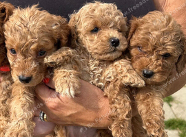 6 Beautiful Cockapoos