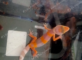 Baby leopard gecko