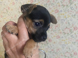 Black tan miniature Jack Russell ( Much  Wenlock) DNA Health Clear Stud