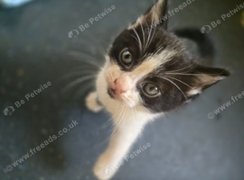 MOGGIE KITTEN- 8 WEEKS OLD TODAY!