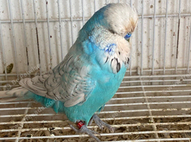 Male budgie
