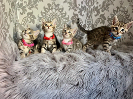 Bengal kittens