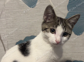 Kitten