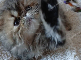 STUNNING PEDIGREE PERSIAN EXOTICS