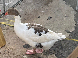 Pair of geese